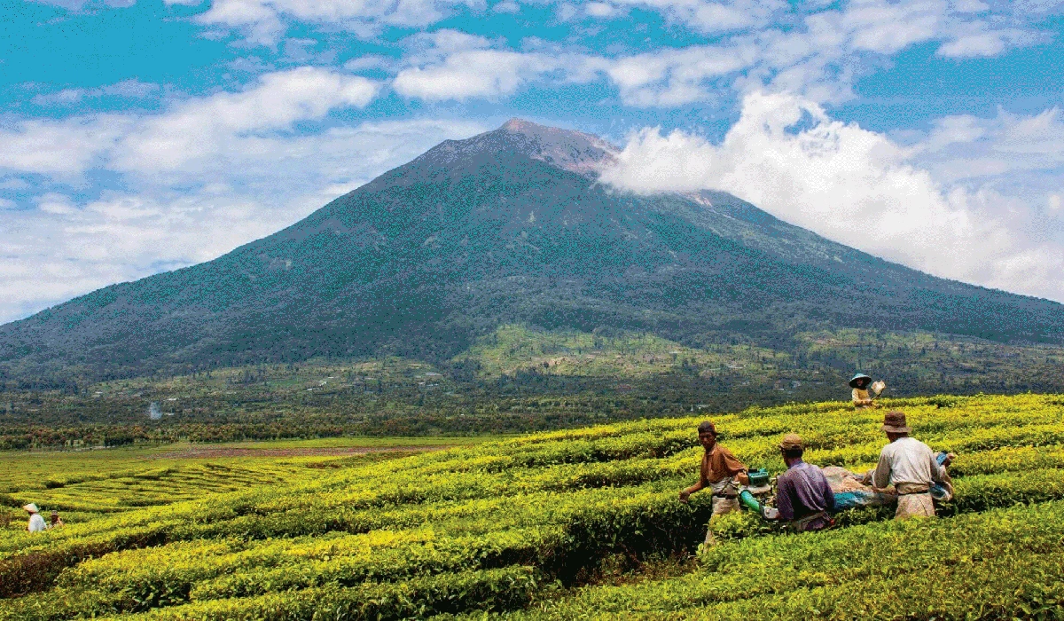Gunung Kerinci: Keindahan Alam, Petualangan Mendaki, dan Upaya Pelestarian Ekosistem Sumatera