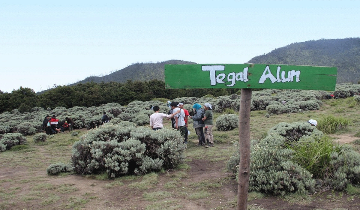 Wisata-Bunga-Edelweis-di-Tegal-Alun